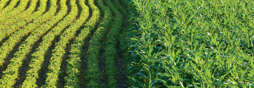 Corn and soybean crops